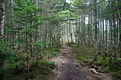 The conifer forest in Mount Kinpu.