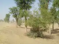 Forest in desert area of Kachho