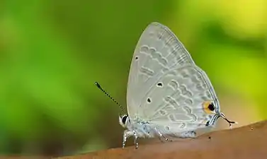 In Kerala