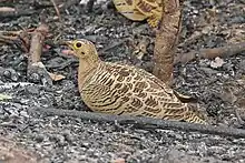 Four-banded sandgrouse