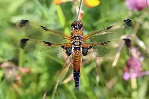 female, variant praenubila