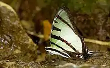 Fourbar swordtail(Graphium agetes)