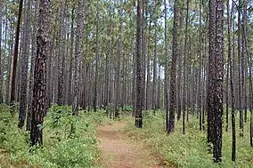 A trail through pine forest.