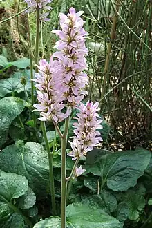 Francoa appendiculata