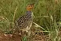 P. c. maharao, male, in Tarangire N.P., Tanzania