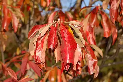 Fall leaves