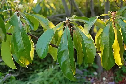 Leaves