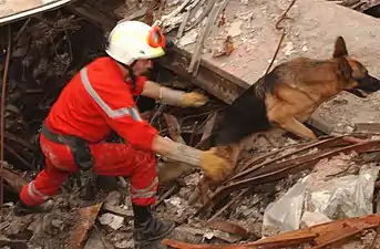 Rescue dog at the site of the collapsed World Trade Center, 2001