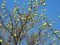 Fruits, São Paulo, Brazil