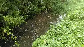 Kozjak river