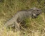 Full body shot of iguana in the grass