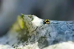 Fungus-eating ladybird eating powdery mildew on zucchini leaf.