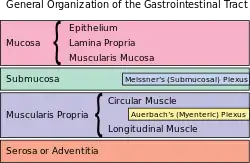 General organisation of GI tract