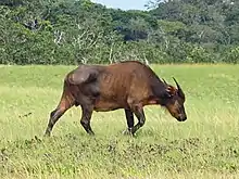 Single Wild Buffalo within the park roaming