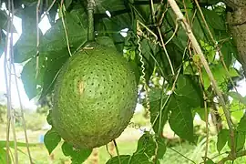 Unripe fruit