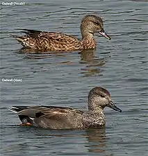 Wigeon