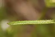 Closeup of G. aparine leaf. Note the hooked barbs used to climb over substrate.