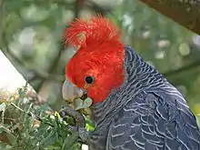 Male eating Acacia baileyana seeds