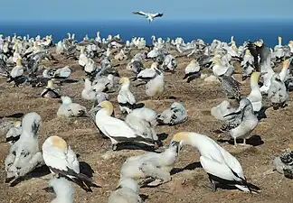 Colony on plateau in summer with older chicks