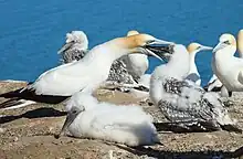 Large seabird feeding fledging chick standing on the ground, with a fluffy white chick in the foreground