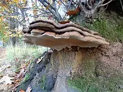 Paddestoelen op de Leusderheide 2019