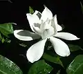 Gardenia jasminoidesl 'Radicans'