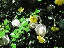 Gardenia volkensii flowers, foliage, fruit