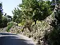 In Vatican City, with succulents.