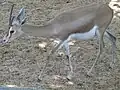 G. d. osiris at Barcelona Zoo