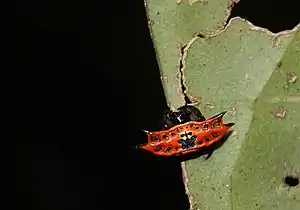 G. quadrispinosaQueensland, Australia