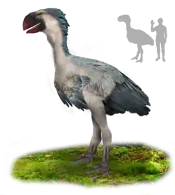 A big bird with blue-gray feathers, a white underbelly, and a large, parrot-like, red beak