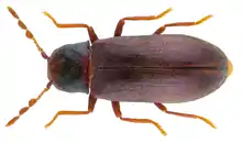 A close up of a brown fuzzy beetle