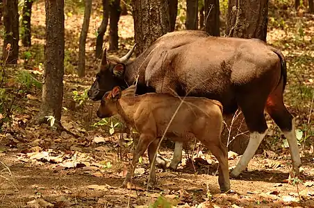 female with calf