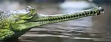 Photograph of an Indian Gharial shown with its expanded jaws closed and its teeth interlocking, similar to the snout of a spinosaurid