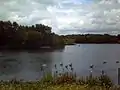 Waterfowl, including Canada geese and greylag geese. Herons are also common.