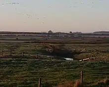 flock of geese rising from fields