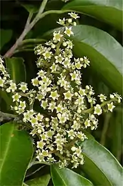 Flower detail