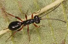 Mimic: Gelis agilis,a wingless Ichneumonid wasp