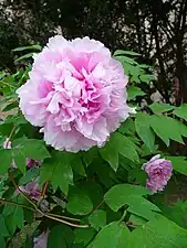 A pink peony.