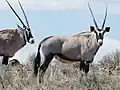 Gemsbok