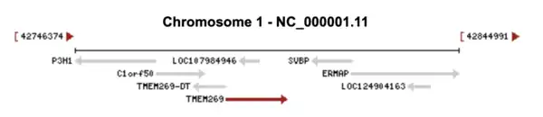 Map of loci and genes nearby TMEM269 on Chromosome 1 in Humans