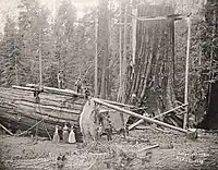 Workers begin dismantling the tree into sections.