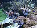 Banggai cardinalfish