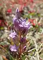 felwort or autumn gentian