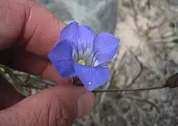 Great gentian, Gentianopsis virgata