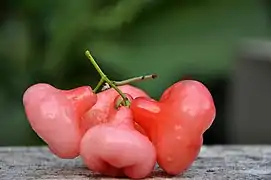 A geometrid caterpillar camouflaged as a broken twig