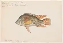 An 1865 watercolor painting of a pearl cichlid by Jacques Burkhardt.