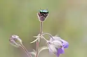 Flower buds and beetles