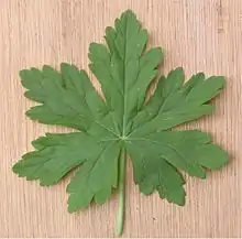 Geranium macrorrhizum - a type of Geranium