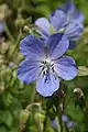 Geranium pratense (meadow cranesbill)